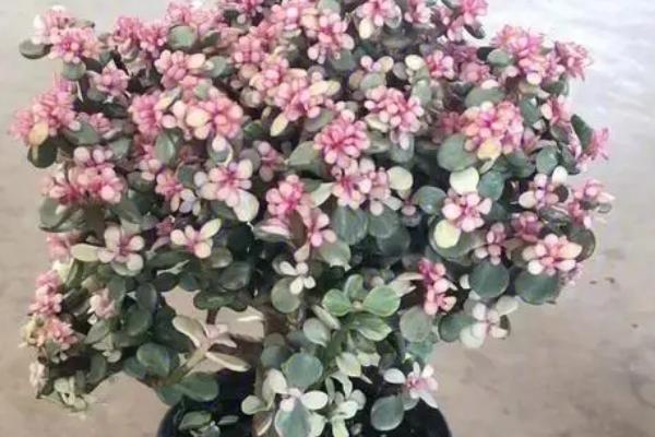 雅乐之舞的花语,沉默的爱、光明、热烈均是它的花语