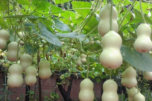 葫芦一年四季都能种吗,通常在春季的3-4月份种植