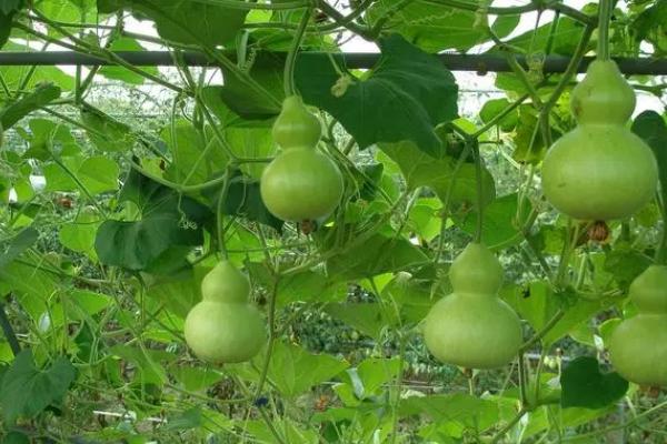 葫芦一年四季都能种吗,通常在春季的3-4月份种植