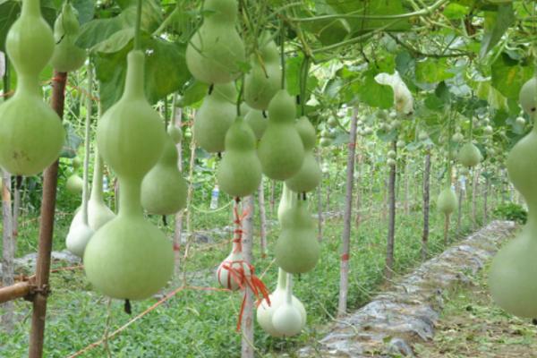 葫芦一年四季都能种吗,通常在春季的3-4月份种植