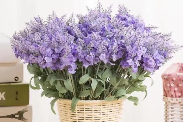 薰衣草的种子长什么样，黑色的籽粒且表面有油腺