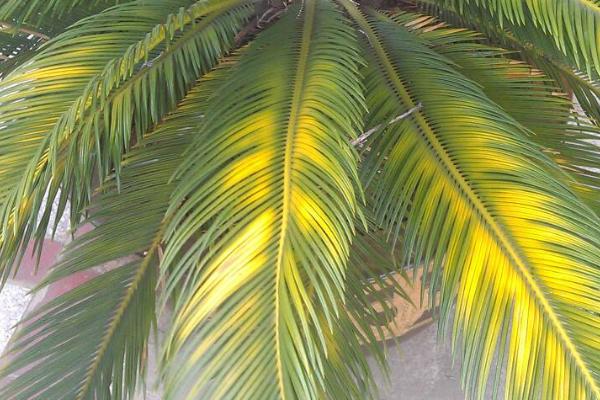 冬季铁树叶子发黄发干的原因,浇水过多会导致