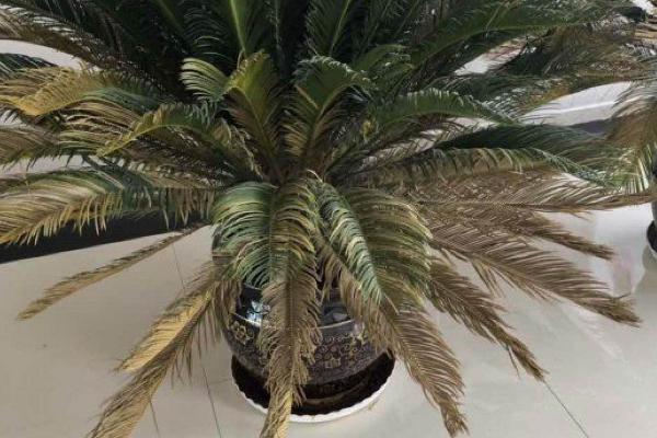 冬季铁树叶子发黄发干的原因,浇水过多会导致