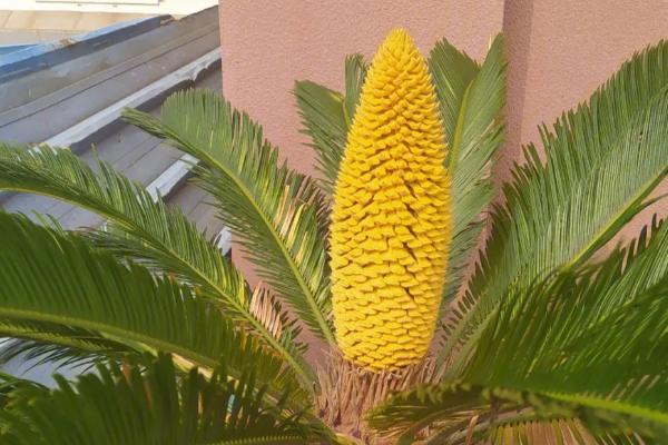 冬季铁树叶子发黄发干的原因,浇水过多会导致