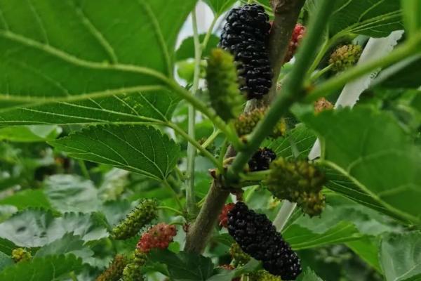 桑葚什么时候成熟,在4-6月份成熟