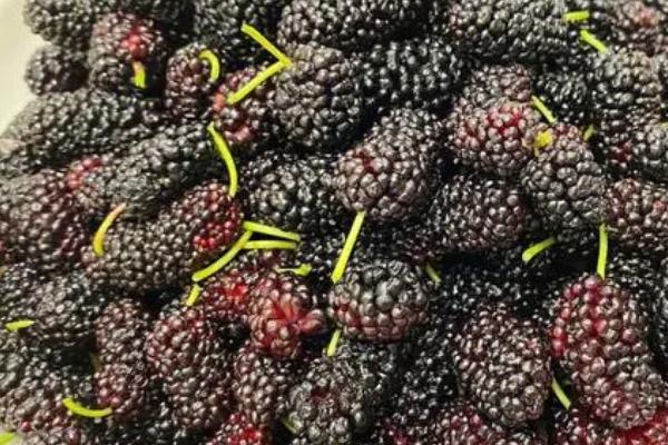 桑葚什么时候成熟,在4-6月份成熟