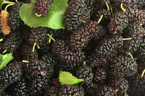 桑葚什么时候成熟,在4-6月份成熟