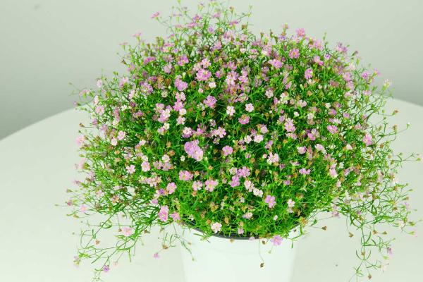 满天星适合送什么人,适合送给恋人、朋友、长辈等