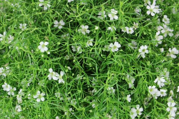 满天星适合送什么人,适合送给恋人、朋友、长辈等