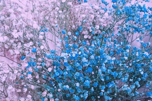 满天星适合送什么人,适合送给恋人、朋友、长辈等