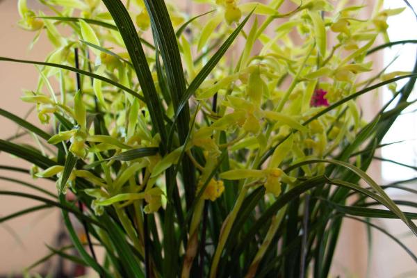 兰花象征的意义,象征着典雅、高洁等