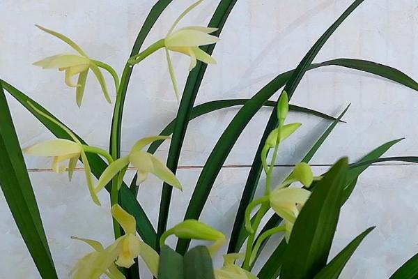 兰花象征的意义,象征着典雅、高洁等