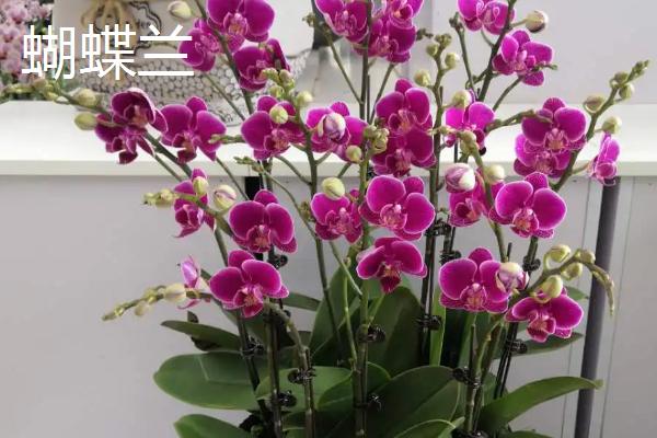 兰花象征的意义,象征着典雅、高洁等