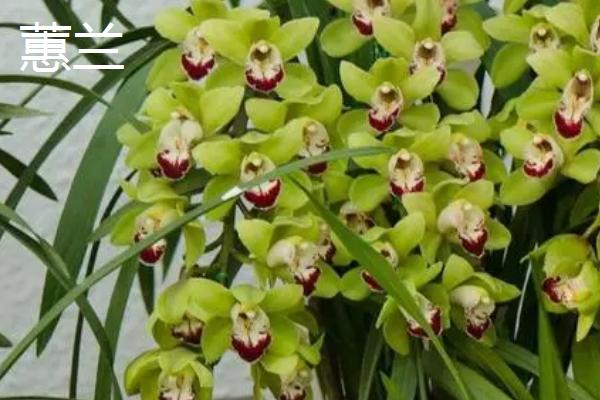 兰花象征的意义,象征着典雅、高洁等