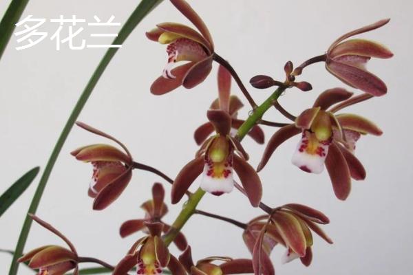 兰花象征的意义,象征着典雅、高洁等