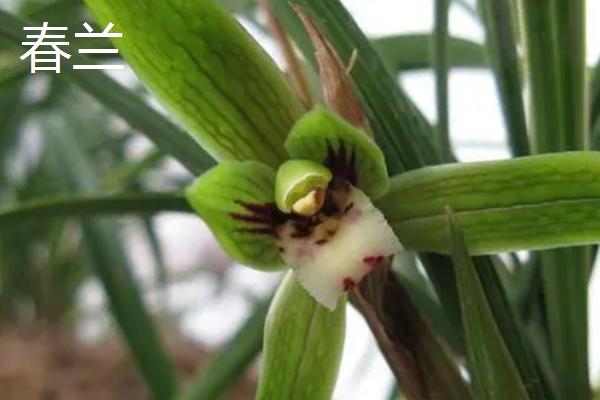 兰花象征的意义,象征着典雅、高洁等