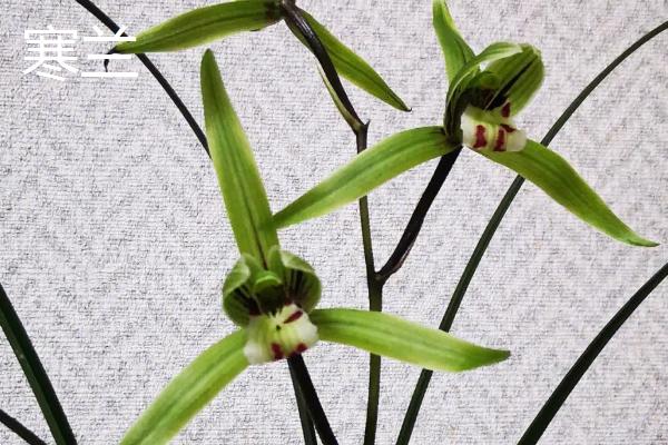 兰花象征的意义,象征着典雅、高洁等