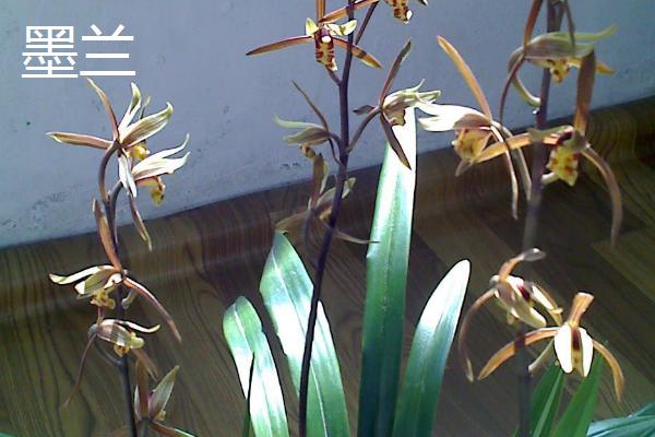 兰花象征的意义,象征着典雅、高洁等