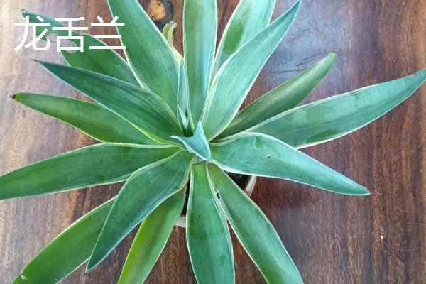 兰花象征的意义,象征着典雅、高洁等