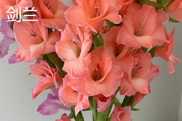 兰花象征的意义,象征着典雅、高洁等