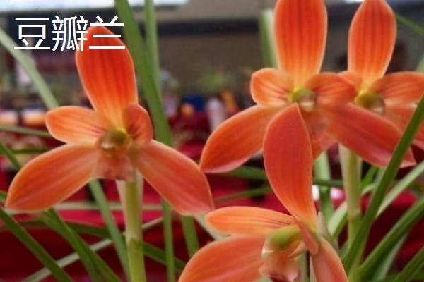 兰花象征的意义,象征着典雅、高洁等