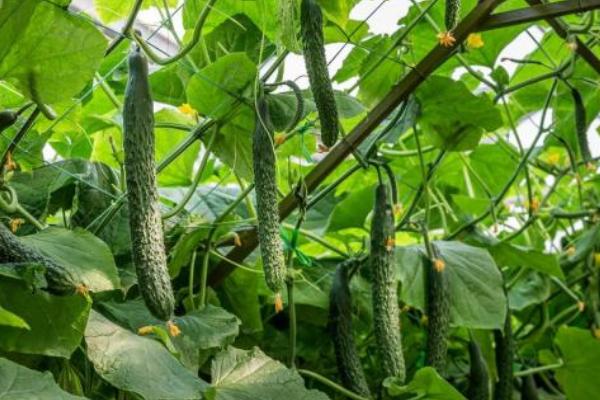 夏季黄瓜栽培技术,选用耐热、抗病性强的优良品种