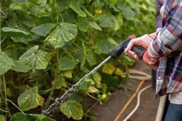 夏季黄瓜栽培技术,选用耐热、抗病性强的优良品种