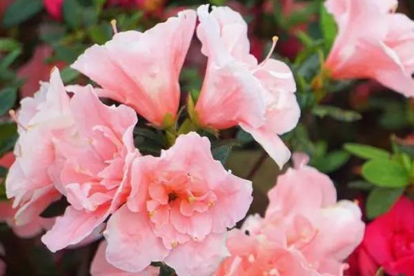 粉色杜鹃花的花语，寓意永远属于你