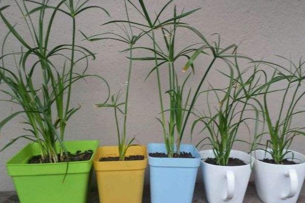 风车草怎么扦插,在每年的春秋季进行扦插