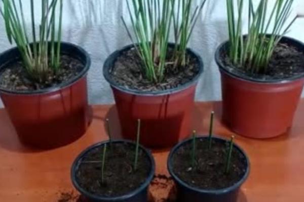 风车草怎么扦插,在每年的春秋季进行扦插