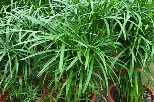 风车草怎么扦插,在每年的春秋季进行扦插