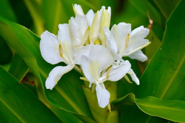 姜花是什么植物开的花,是姜科植物开的花