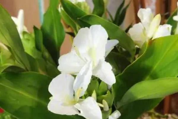 姜花是什么植物开的花,是姜科植物开的花