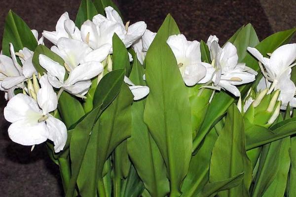 姜花是什么植物开的花,是姜科植物开的花