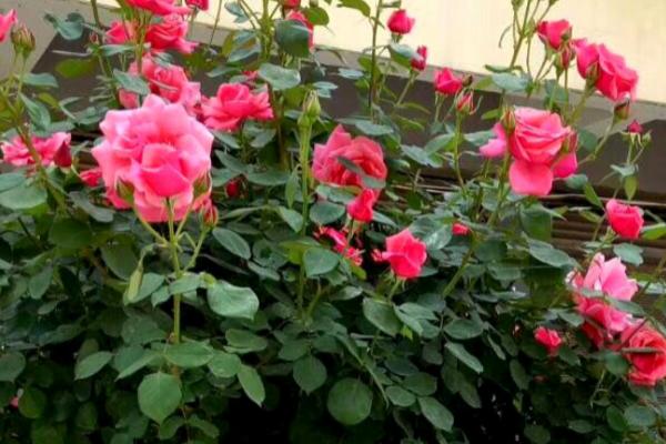 夏季月季花的养殖方法,不要将月季放在阳光下暴晒