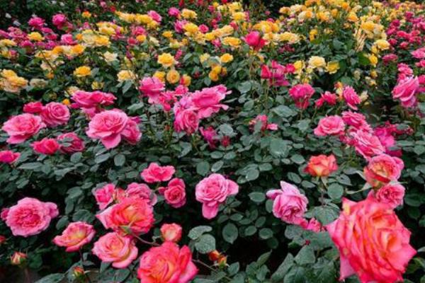 夏季月季花的养殖方法,不要将月季放在阳光下暴晒