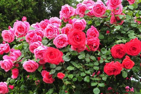 夏季月季花的养殖方法,不要将月季放在阳光下暴晒