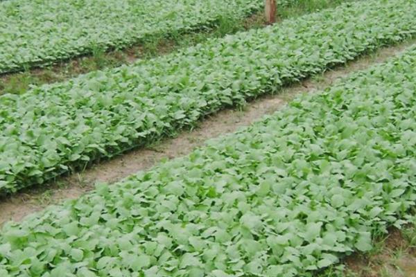 茄子的育苗方法，栽种时间主要集中在春秋季