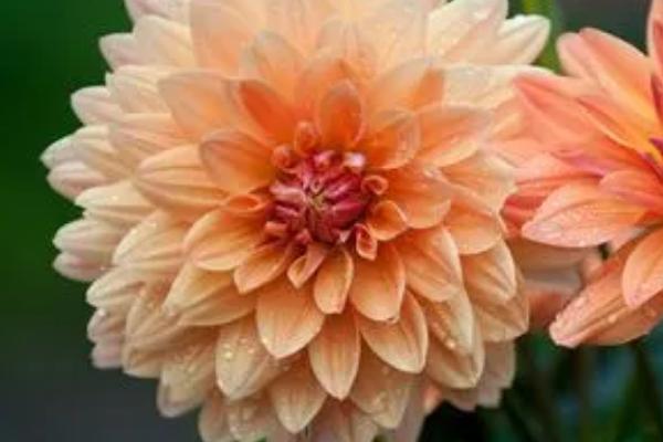 大丽花有什么花语,具有大吉大利、富贵大方、善变背叛等花语