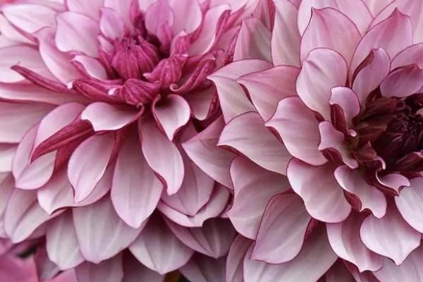 大丽花有什么花语,具有大吉大利、富贵大方、善变背叛等花语