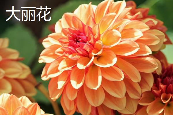 大丽花有什么花语,具有大吉大利、富贵大方、善变背叛等花语