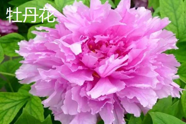 大丽花有什么花语,具有大吉大利、富贵大方、善变背叛等花语