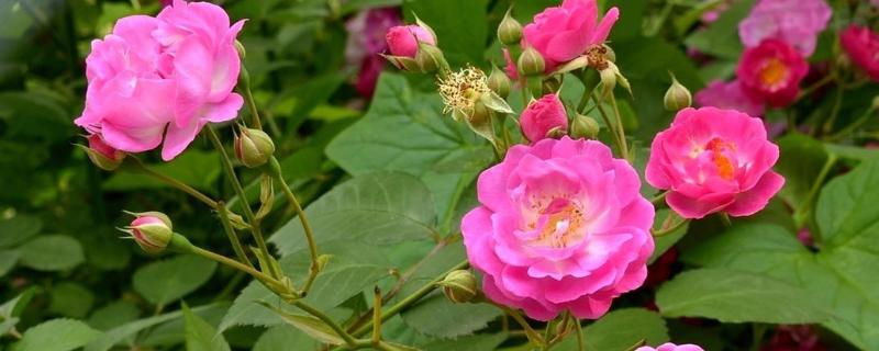 蔷薇好不好养，环境适应能力强比较好养