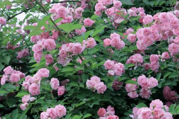 蔷薇好不好养,环境适应能力强比较好养