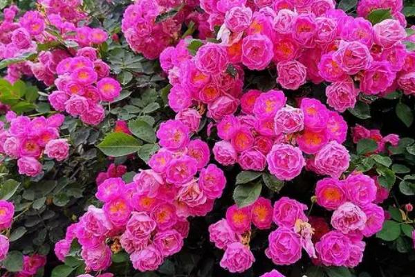 蔷薇好不好养,环境适应能力强比较好养