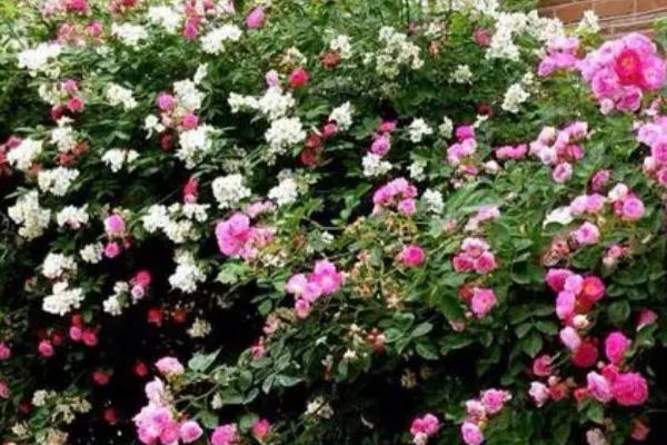 蔷薇好不好养,环境适应能力强比较好养
