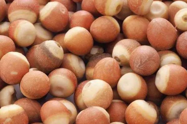 鸡头米是什么植物的果实,是芡实的果实