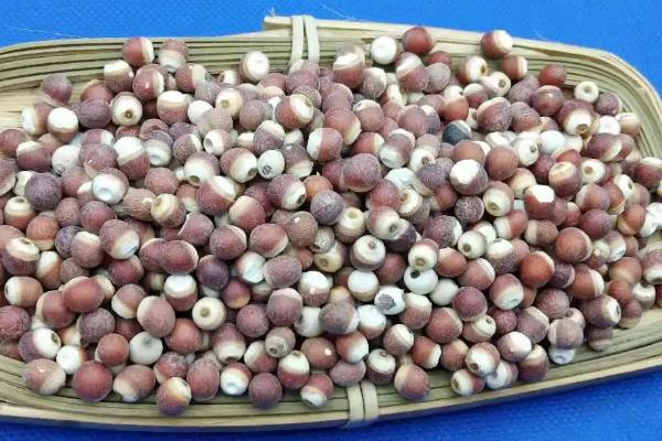 鸡头米是什么植物的果实,是芡实的果实