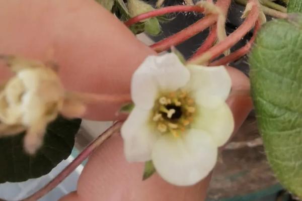 草莓开花后花蕊变黑的原因,温度不适合或缺钙均会导致