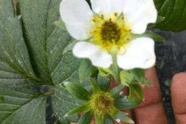草莓开花后花蕊变黑的原因,温度不适合或缺钙均会导致